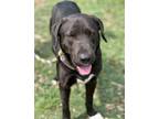 Adopt Levi a Black Labrador Retriever / Mixed dog in Bend, OR (41378399)