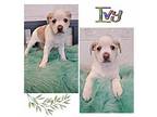 Ivy Terrier (Unknown Type, Medium) Puppy Female