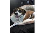Adopt Lucy a White - with Tan, Yellow or Fawn Boxer / Mixed dog in Fife