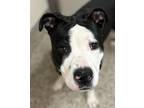 Princess Flower American Pit Bull Terrier Adult Female