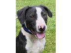 Adopt Hatch a Gray/Silver/Salt & Pepper - with White Australian Shepherd /