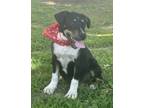 Adopt Cadbury a Black - with White Australian Shepherd / Collie dog in Pulaski