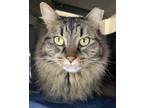 Adopt MUFFIN a Brown Tabby Domestic Longhair (long coat) cat in Burlington