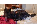 Adopt Mayhem located in NM a Brindle Dutch Shepherd / Mixed dog in Imlay City