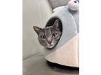 Adopt Effie a Spotted Tabby/Leopard Spotted Domestic Shorthair / Mixed cat in