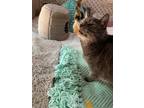 Adopt Samson a Gray, Blue or Silver Tabby Domestic Shorthair (short coat) cat in