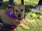 Adopt Shorty a Tan/Yellow/Fawn Pit Bull Terrier / Dachshund dog in canyon