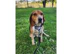 Adopt Uncle Sam a Black - with Tan, Yellow or Fawn Beagle / Mixed dog in Irwin