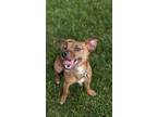 Adopt Uncle Buck a Red/Golden/Orange/Chestnut - with White Jack Russell Terrier