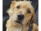 Adopt Iris a Tan/Yellow/Fawn Terrier (Unknown Type, Medium) / Irish Wolfhound