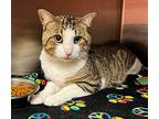 Cache American Shorthair Young Male