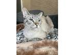 Adopt Link a Cream or Ivory Siamese (short coat) cat in Goodyear, AZ (41384942)
