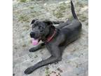 Adopt Snoopy a Gray/Blue/Silver/Salt & Pepper Labrador Retriever / Mixed Breed