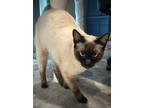 Adopt Suki a Tan or Fawn Siamese / Mixed Breed (Medium) / Mixed (short coat) cat