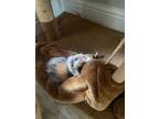 Adopt Chai a Calico or Dilute Calico American Shorthair / Mixed (short coat) cat