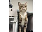 Adopt Mister a All Black Domestic Shorthair / Mixed Breed (Medium) / Mixed