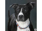 Adopt Sahara a Black American Pit Bull Terrier / Mixed Breed (Medium) / Mixed