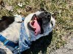 Adopt Ella a White Australian Cattle Dog / Mixed Breed (Medium) / Mixed (short