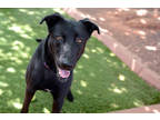 Adopt Frank a Black Mixed Breed (Small) / Mixed Breed (Medium) / Mixed (short