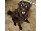 Adopt Onyx - a Black Flat-Coated Retriever / Mixed Breed (Medium) / Mixed (short