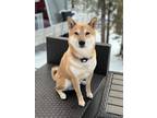 Adopt Turkey a Red/Golden/Orange/Chestnut Shiba Inu / Mixed dog in Lake Forest
