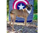 Adopt Miranda a German Shepherd Dog / Rottweiler dog in Toney, AL (39932181)