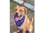 Adopt Sam a Labrador Retriever / Terrier (Unknown Type, Small) / Mixed dog in