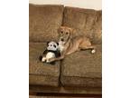 Adopt Cinderella a Brindle Mountain Cur / Mixed dog in Knoxville, TN (39972761)