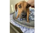 Adopt Ridgina a Tan/Yellow/Fawn Rhodesian Ridgeback / Mixed dog in Fullerton