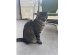 Adopt Jinbe (JB) a Brown Tabby Domestic Shorthair / Mixed Breed (Medium) / Mixed