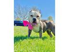 Adopt Kauai a White Mixed Breed (Small) / Mixed Breed (Medium) / Mixed (short