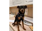 Adopt Riley a Black Miniature Pinscher / Mixed Breed (Medium) / Mixed (short