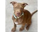 Adopt Henny a Red/Golden/Orange/Chestnut - with White Pit Bull Terrier / Mixed
