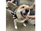 Adopt Penny a Tan/Yellow/Fawn - with Black German Shepherd Dog / Mixed dog in