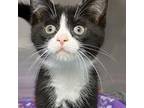 Adopt Purrudence a Domestic Shorthair / Mixed cat in Rocky Mount, VA (39092394)