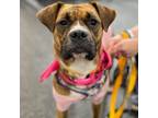 Adopt Almandine a Boxer / Hound (Unknown Type) / Mixed dog in Rocky Mount