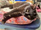Adopt Beanie a All Black American Shorthair / Mixed (medium coat) cat in Spring