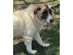 Adopt Jazzy a White Great Pyrenees / Anatolian Shepherd / Mixed dog in Glendale