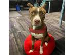 Adopt Sage a Brown/Chocolate - with White American Staffordshire Terrier / Mixed