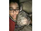 Adopt Blu a Gray/Blue/Silver/Salt & Pepper Shar Pei / American Staffordshire