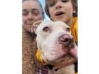 Adopt Gage a White - with Brown or Chocolate American Staffordshire Terrier /