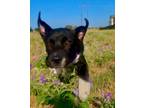 Adopt Adorable Puppies a Black - with White Labrador Retriever / Mutt / Mixed