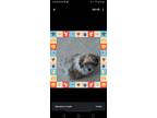 Adopt Dallas a Brindle - with White Shih Tzu / Poodle (Standard) / Mixed dog in