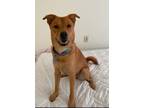 Adopt Jessie a Tan/Yellow/Fawn Labrador Retriever / Chow Chow / Mixed dog in