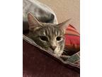 Adopt Felix a Gray or Blue American Shorthair / Mixed (short coat) cat in