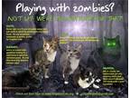 Adopt More Mature & Senior Cats (male & female) Part 1 a Domestic Shorthair /