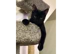 Adopt Magic a All Black Bombay (short coat) cat in Houston, TX (41333364)