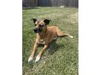 Adopt Lizzy a Tan/Yellow/Fawn - with White Boxer / Mixed dog in Houston