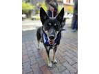 Adopt Ruby a Tan/Yellow/Fawn Australian Kelpie / Alaskan Malamute dog in Twin