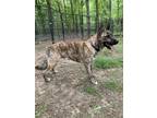 Adopt Avery a Dutch Shepherd / Mixed dog in Palm Harbor, FL (41384337)